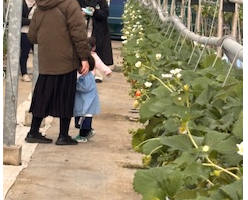 🍓Strawberry Picking🍓